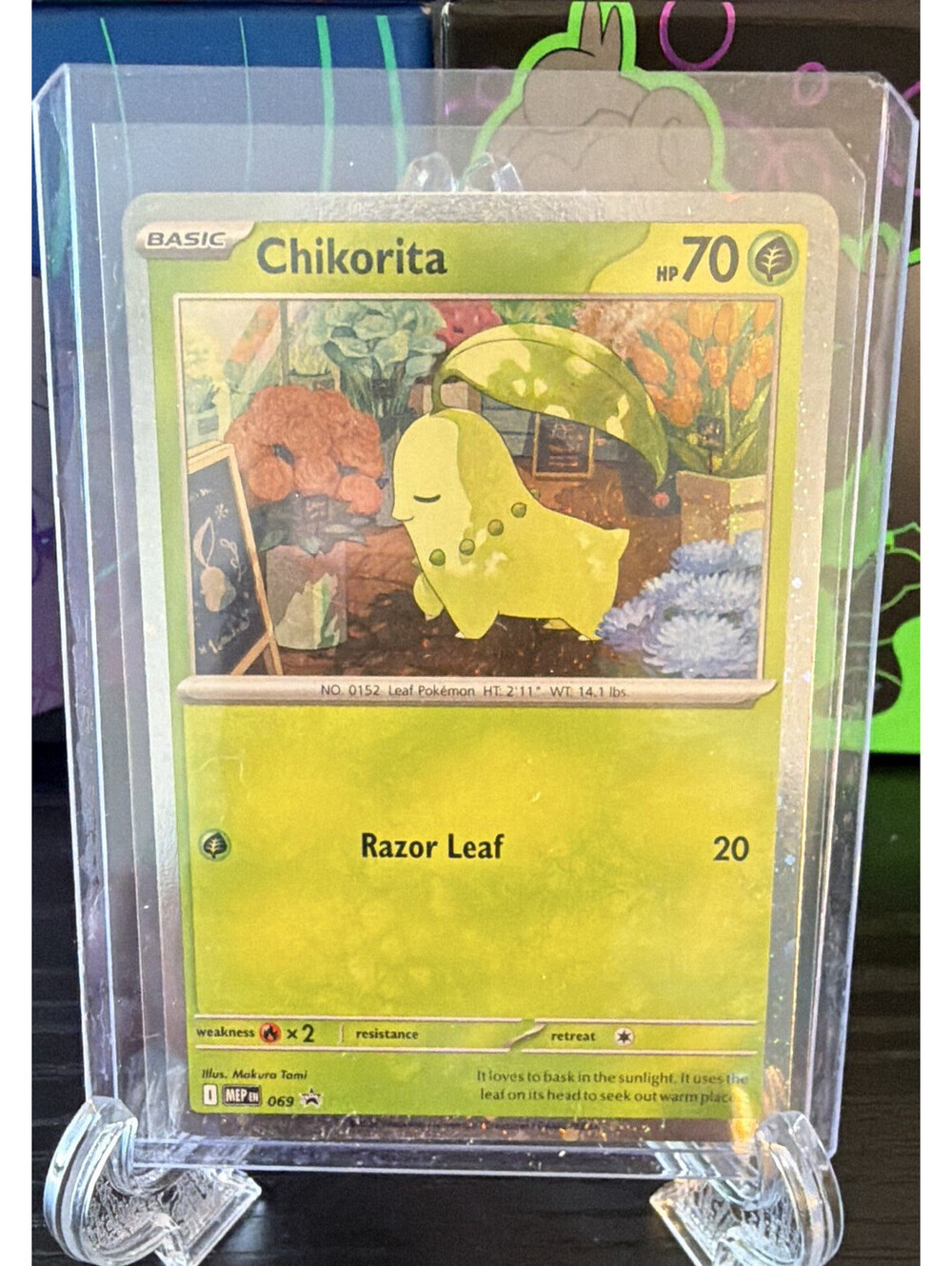 🍃 Pokémon Chikorita 2026 Holo Promo TCG Pack Fresh 🍃
